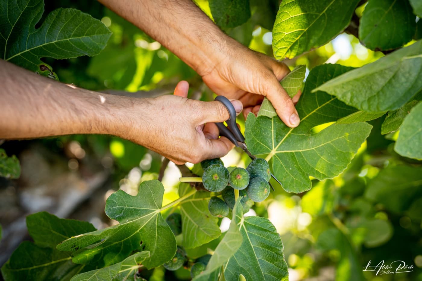 Picking fresh figs
